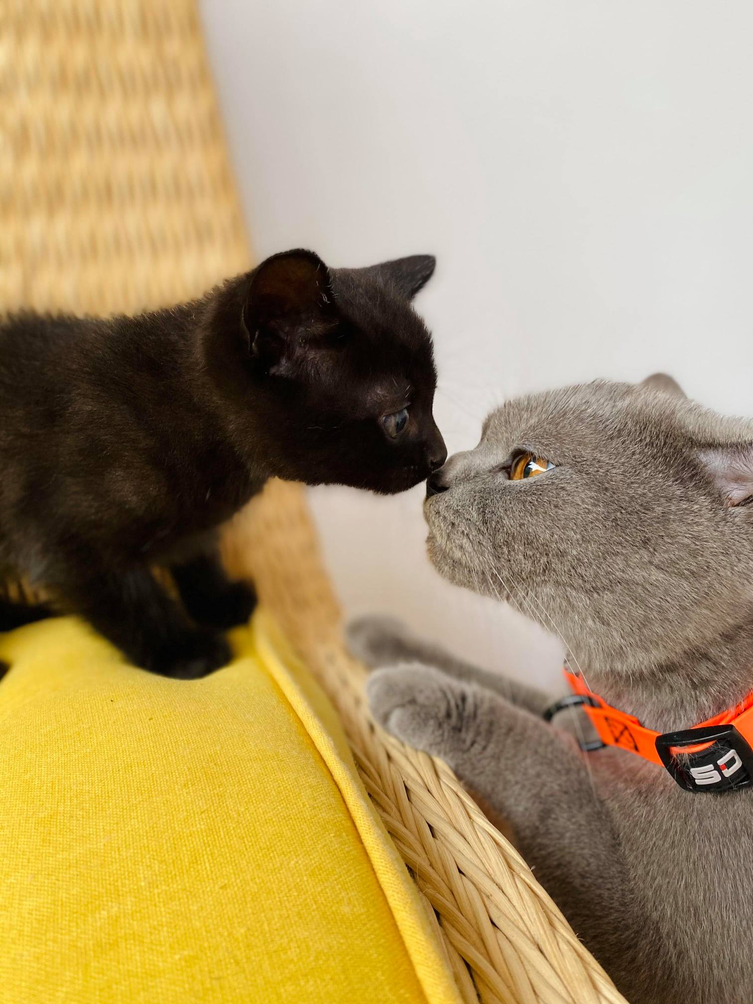 British Shorthair Cat with Kitten Friend