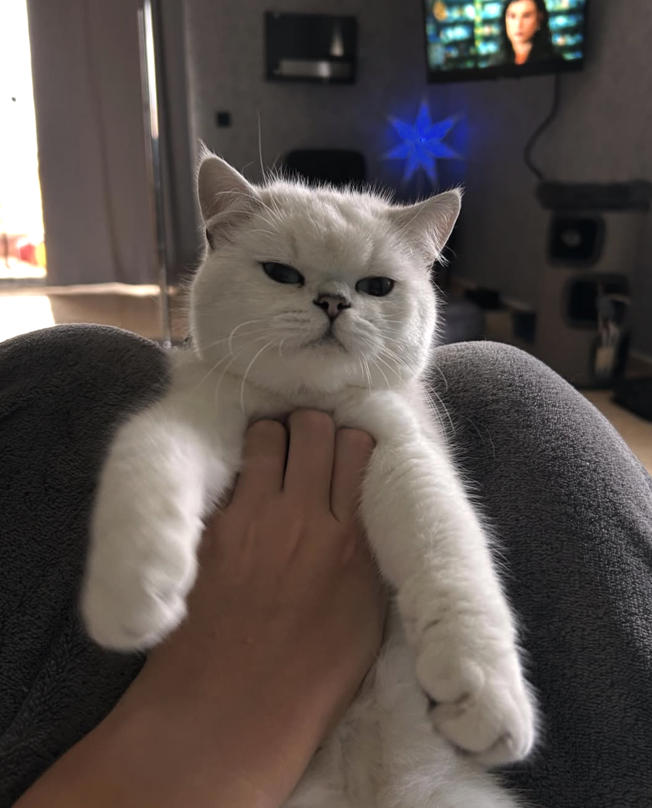 British Shorthair Beauty