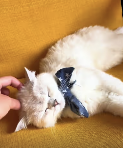 British Shorthair Adventures